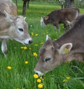 Hm, lecker – das frische Gras schmeckt unseren Rindern