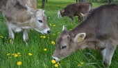 Hm, lecker – das frische Gras schmeckt unseren Rindern