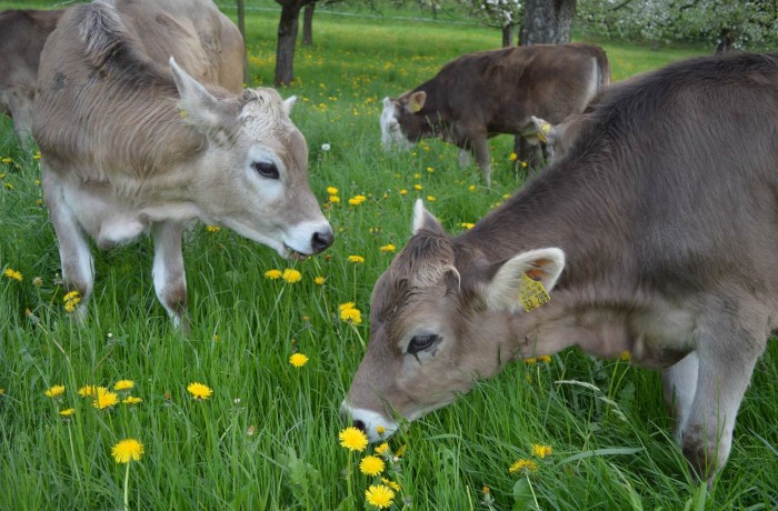 Hm, lecker – das frische Gras schmeckt unseren Rindern