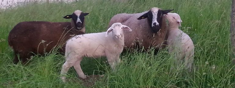 Die nächsten tierischen Gäste sind eingetroffen