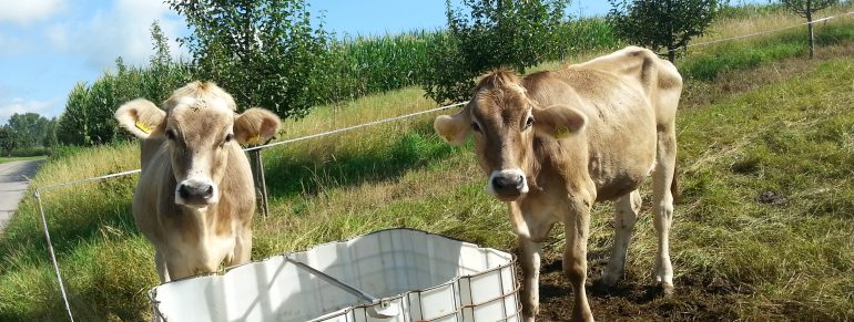 Zwei Pensionsrinder dürfen jetzt auch in Bernried weiden