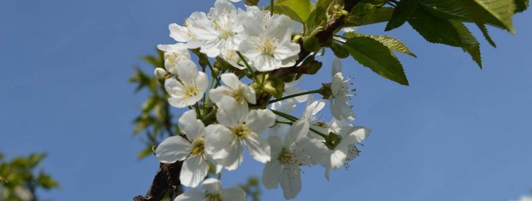 Der Frühling ist bei uns angekommen…