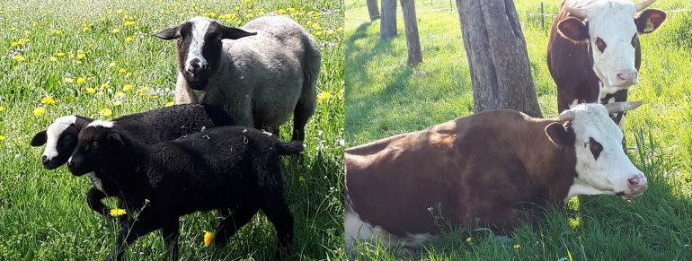 Herzlich willkommen unseren tierischen Gästen