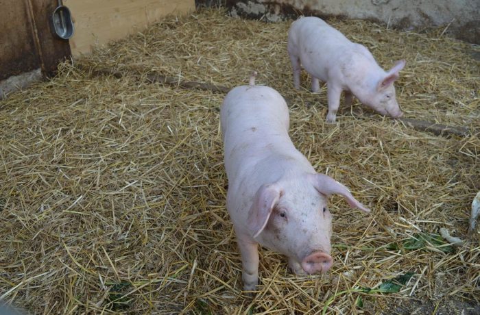 Unsere Schweine haben immer Hunger