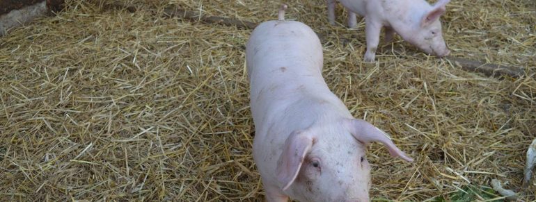 Unsere Schweine haben immer Hunger