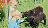 Unsere Schafe freuen sich über Besuch