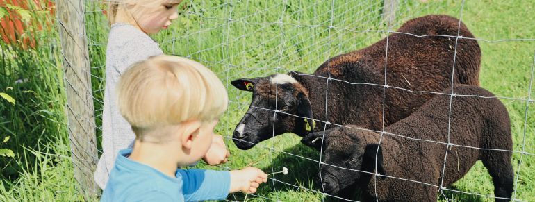 Unsere Schafe freuen sich über Besuch