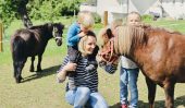 Unsere Ponys lieben Streicheleinheiten