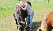 Unsere Ponys lieben Streicheleinheiten